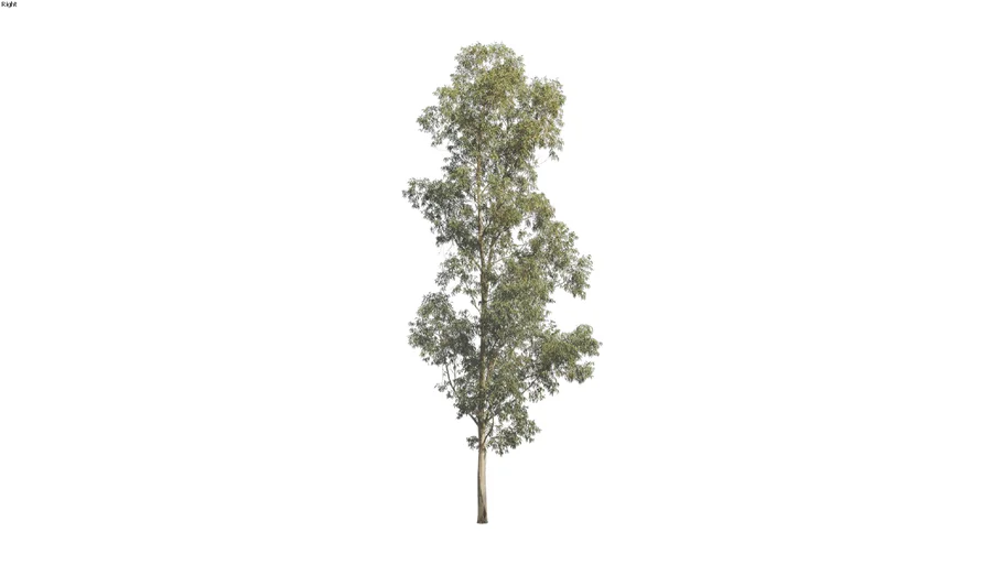 Corymbia maculata - 30m 2D Tree