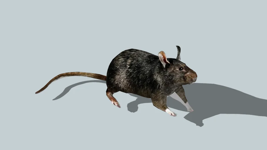 Big fat rat | 3D Warehouse