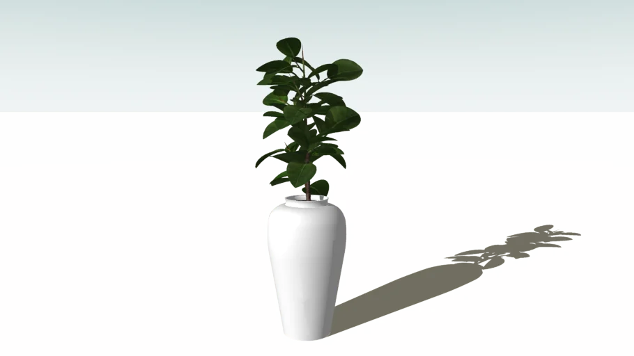 Indoor Plant ( Pot )