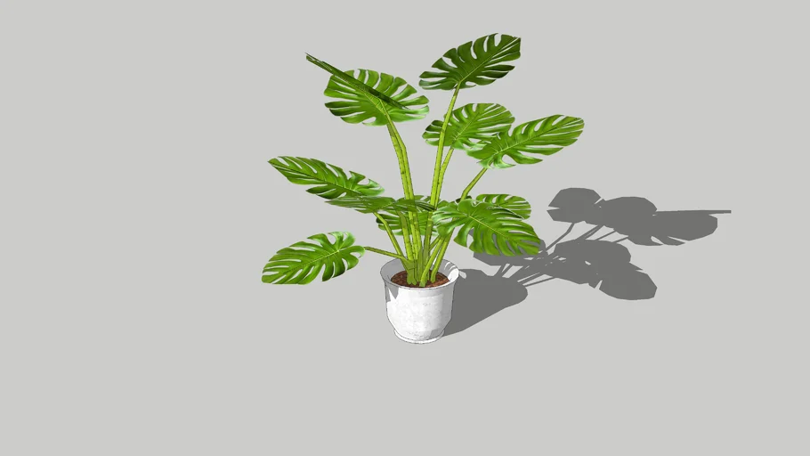 house plant