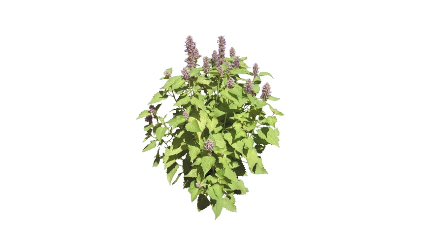 Agastache Anise Hyssop 3D Warehouse