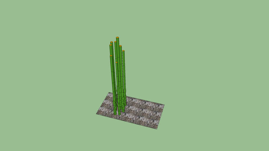 buddha bamboo non flowering plants 3D Warehouse