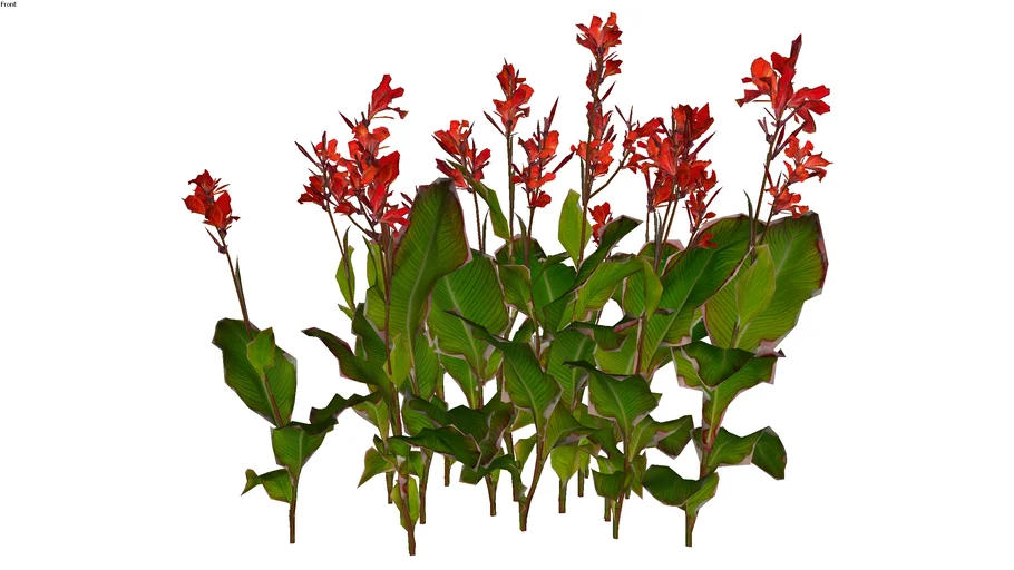 Canna indica - Cây rong diềng