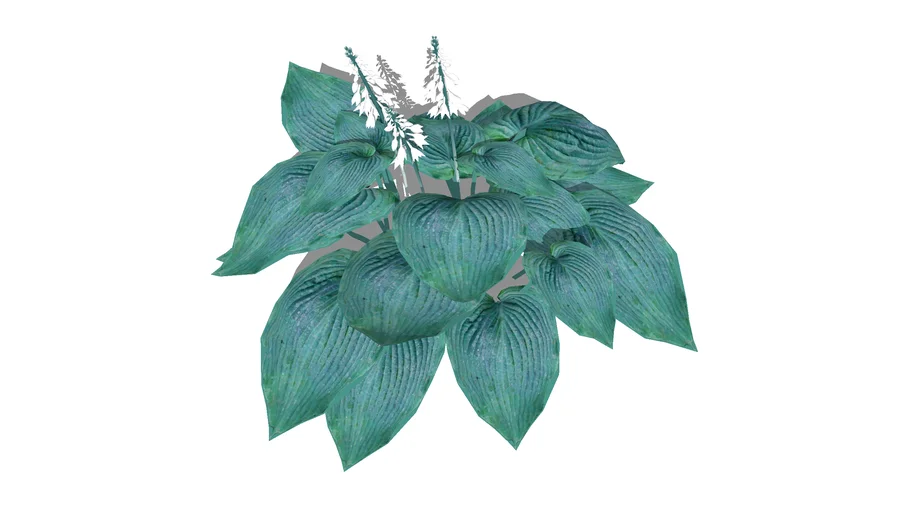 3D Landscape Plant - Hosta Blue Angel Perennial