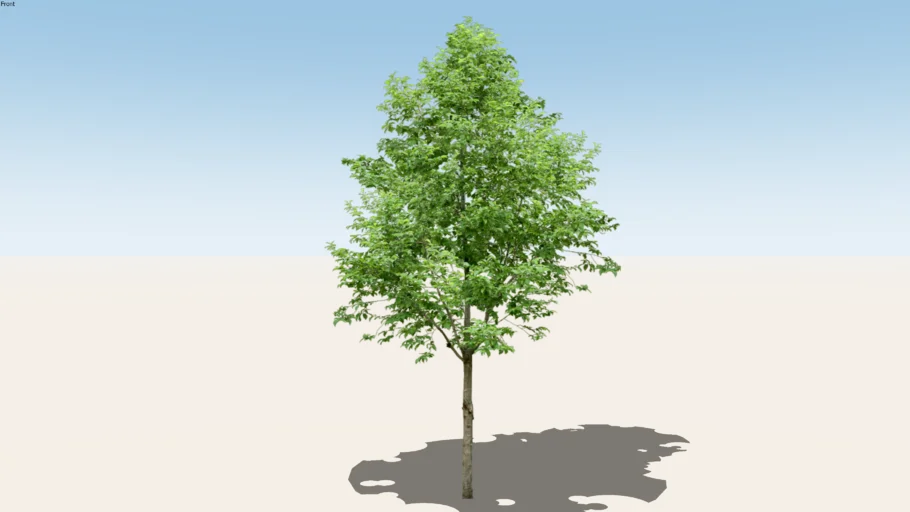 Tree Png Th-01