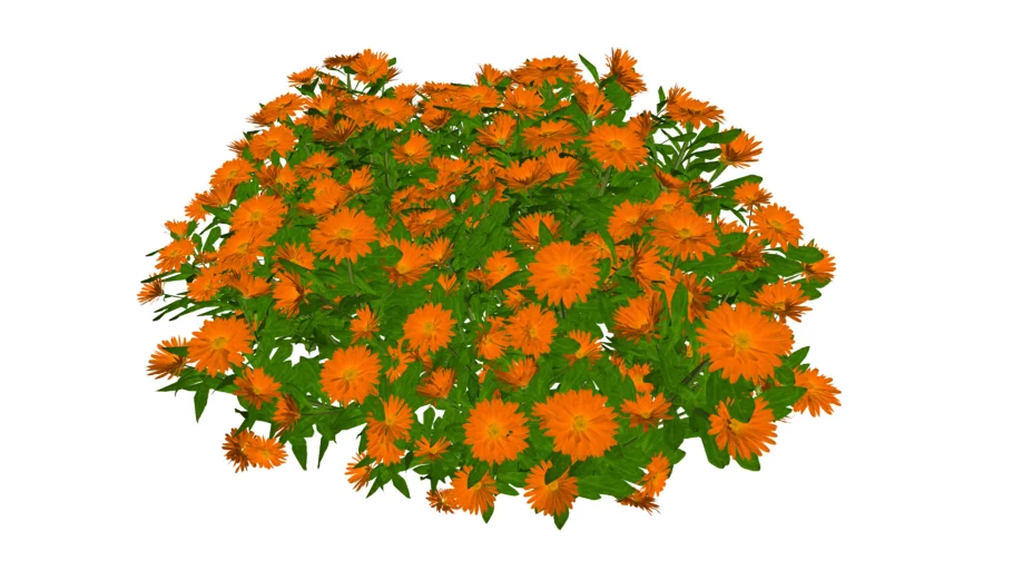 Zinnia elegans 百日草百日菊花植物www.1skp.com | 3D Warehouse