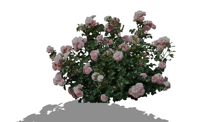 Rosa 'Larissa'- Rose 'Larissa'- Róża