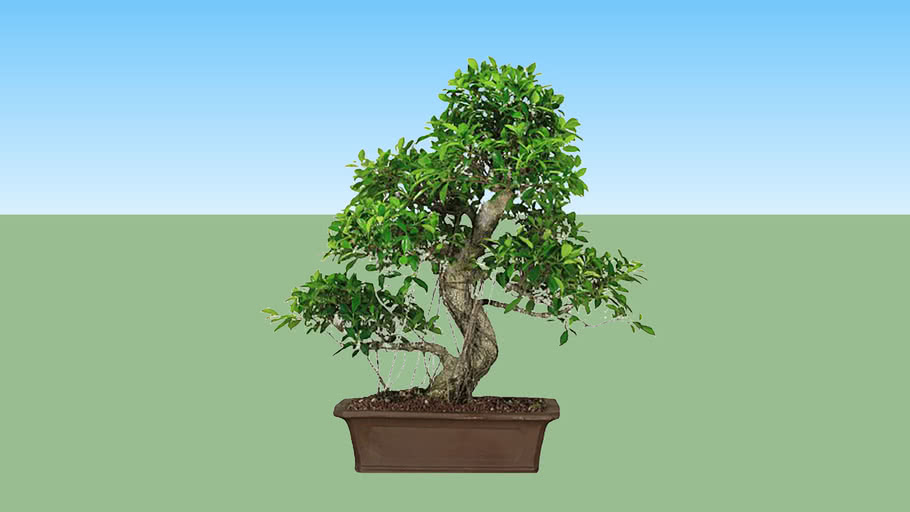 Bonsai Beringin Kimeng 3D Warehouse