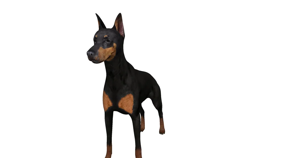 DOBERMAN-PERRO-DOG