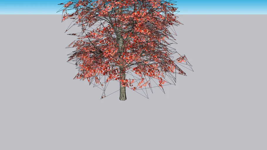 Red Acer Tree