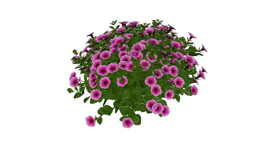 3D Landscape Plant - Petunia hybrid Supertunia Mini Rose Veined