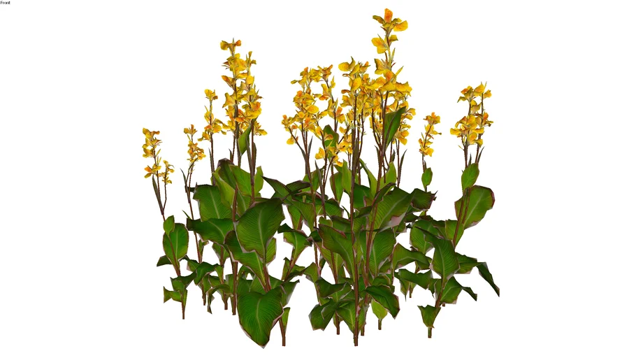 Canna indica - Cây rong diềng