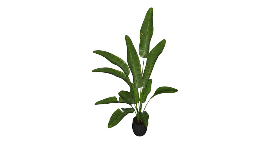 Bop Plant | 3D Warehouse