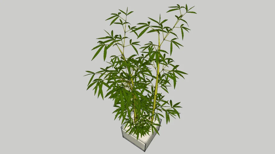 bamboo tree