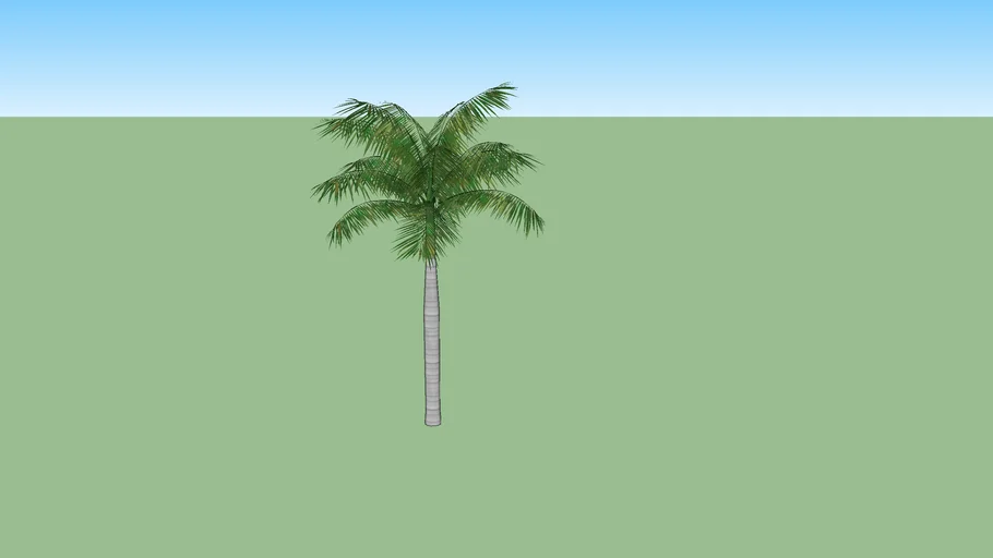 Royal Palm Tree