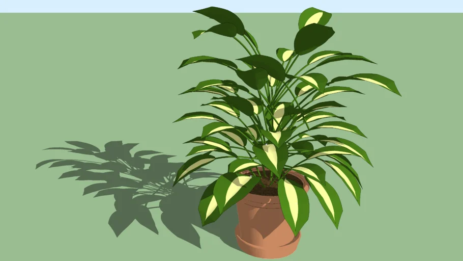 Plant