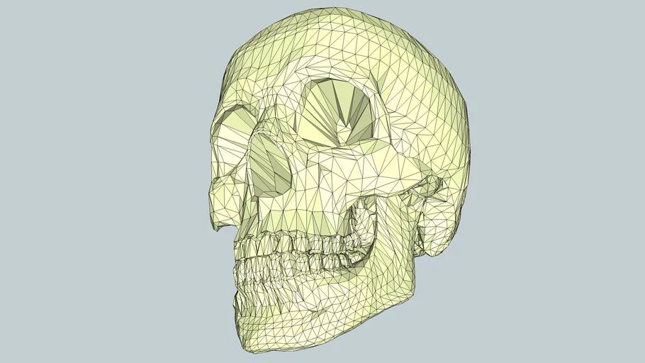 Cranio Humano