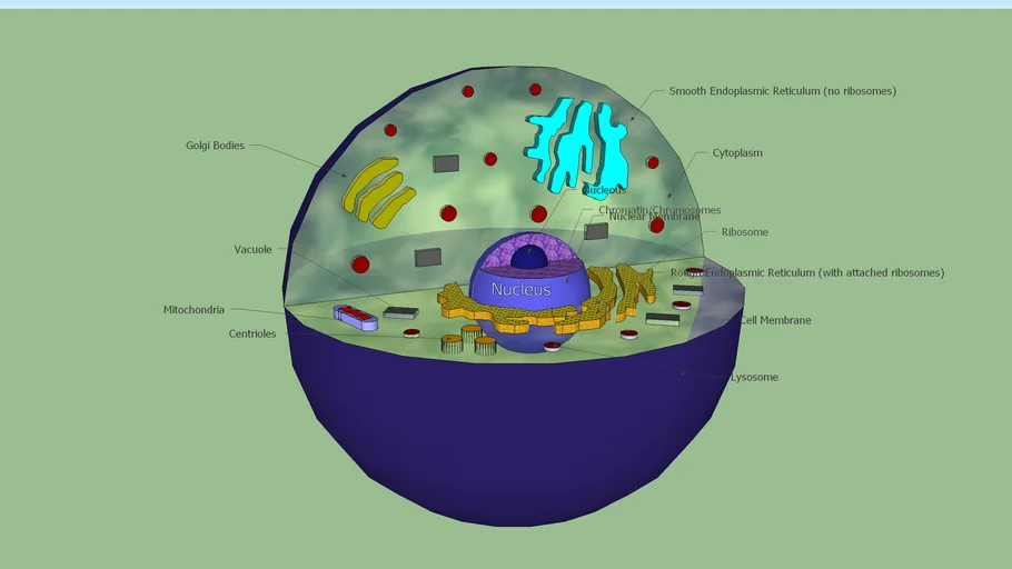 Animal Cell Diagram | 3D Warehouse