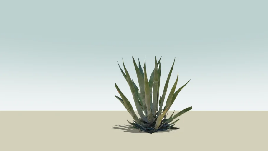 agave