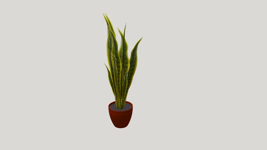 Sansevieria | 3D Warehouse