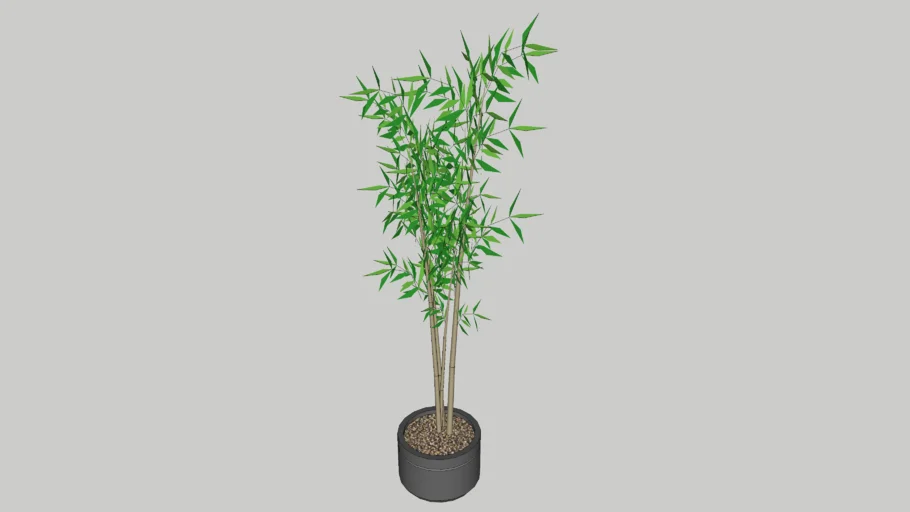 bamboo plant in pot