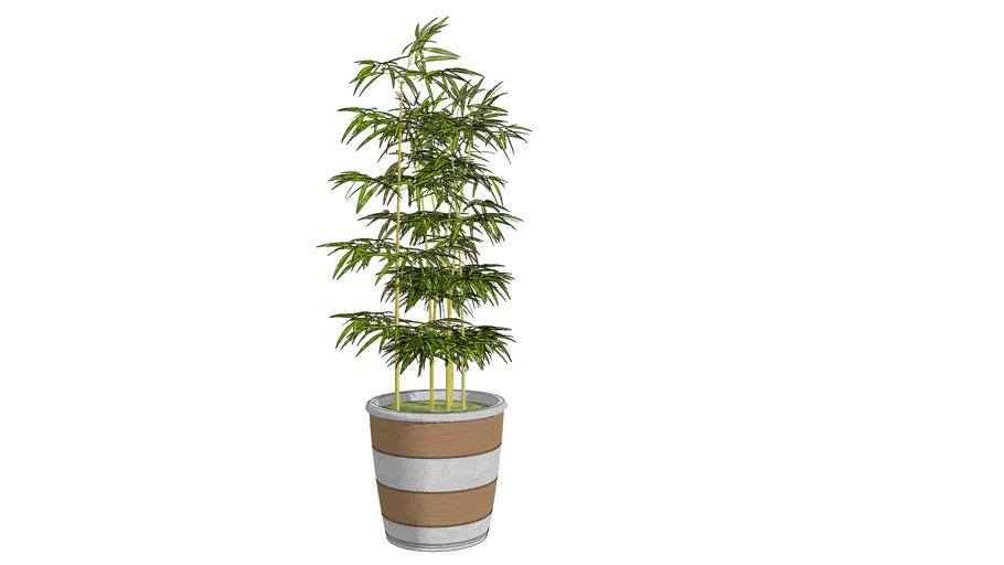 Potted Plant -Chinese Bamboo