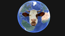 Cows over the world - Bison Wisent Oxen