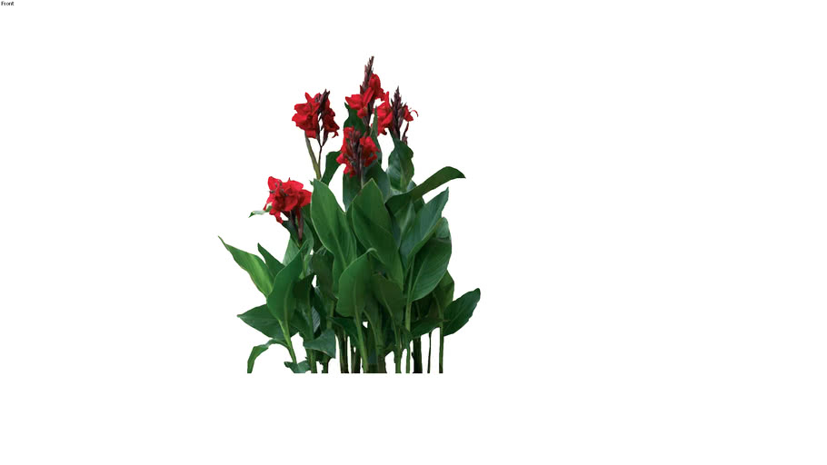 canna-indica-plant-3d-warehouse