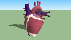 Heart | 3D Warehouse
