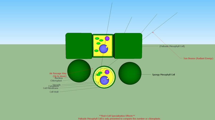Spongy Mesophyll Model 3d Warehouse