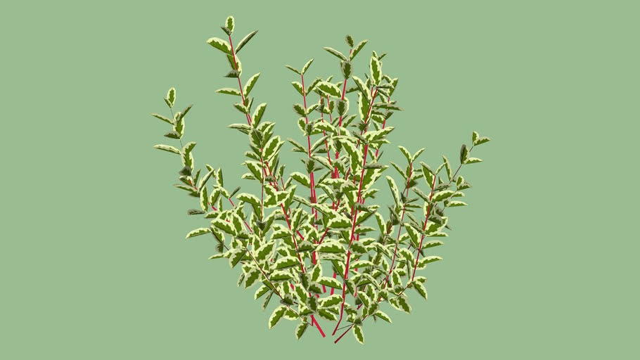 Cornus Alba Elegantissima 3d Warehouse