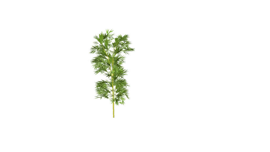 3D Generic Tree 29 - Bamboo