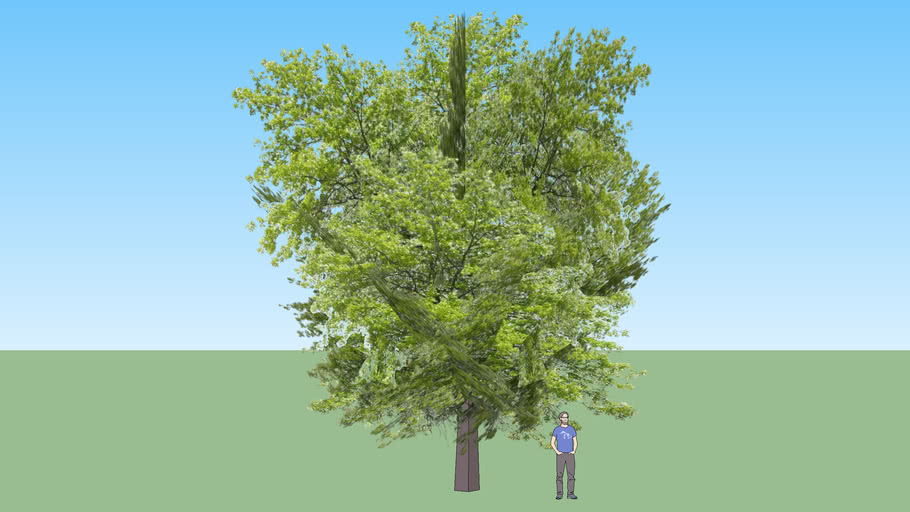 Angsana Tree_1 | 3D Warehouse