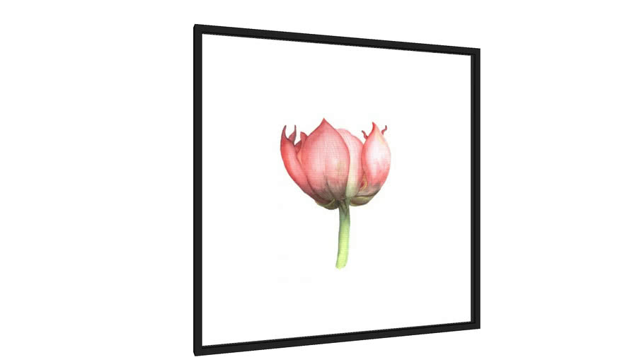 Quadro Tulipa - Galeria9, por Marcelo Kiesqui
