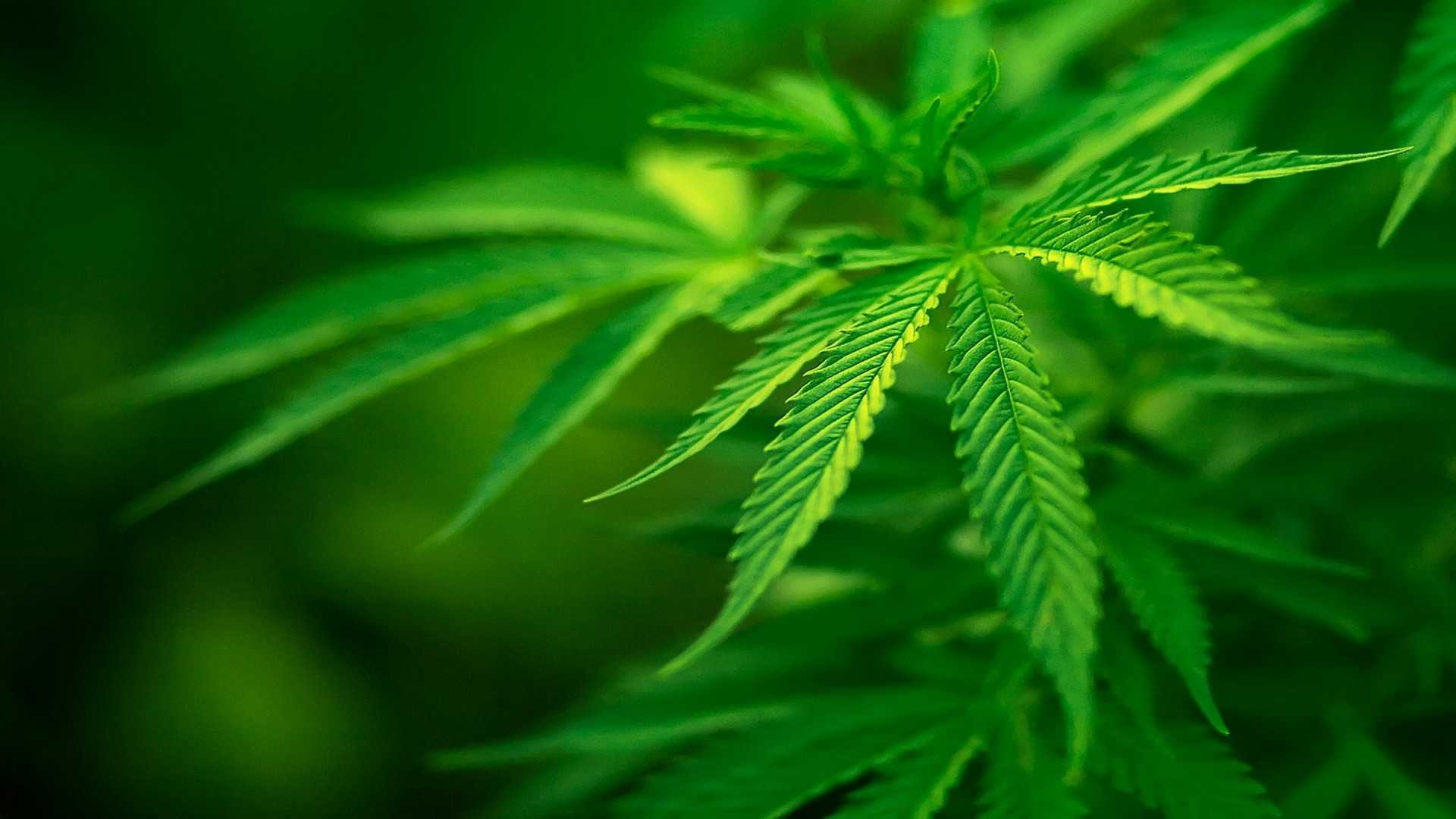 Weed Wallpaper | 3D Warehouse