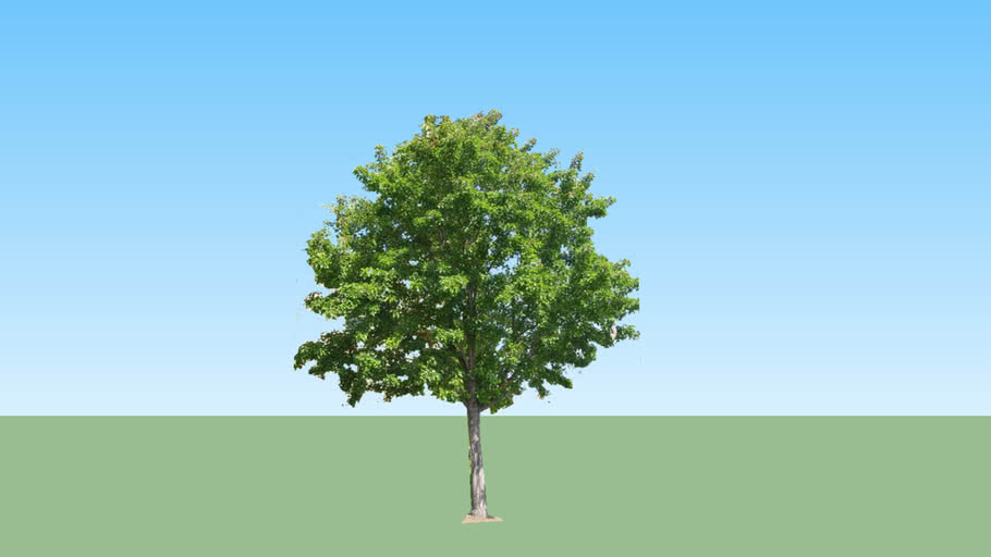 tree | 3D Warehouse