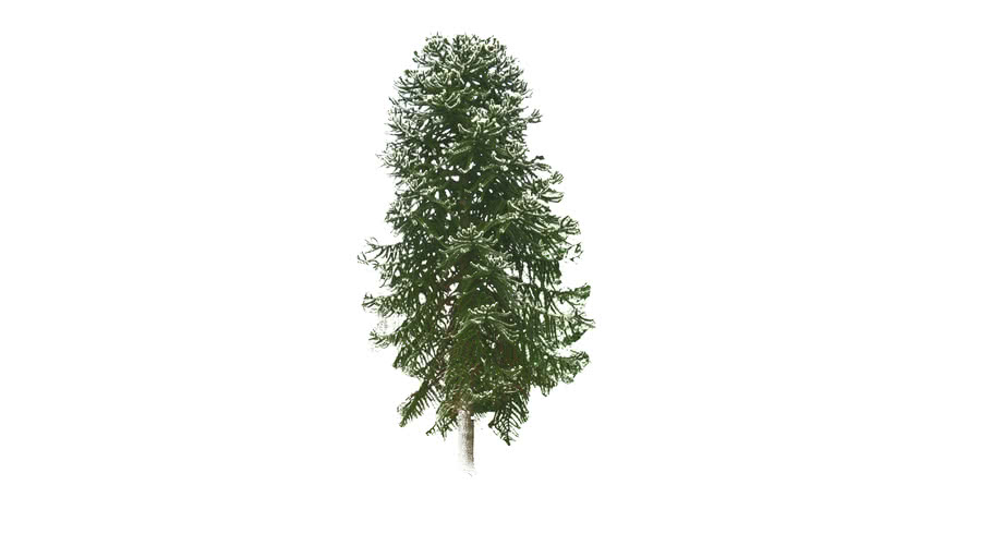 Araucaria araucana 3D Warehouse