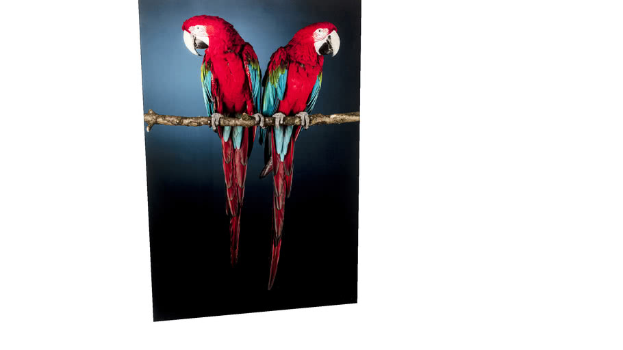 53086 Glass Picture Twin Parrot 80x120