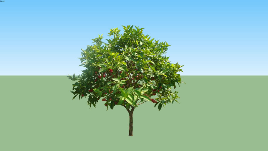 Syzygium Aqueum - Jambu Air