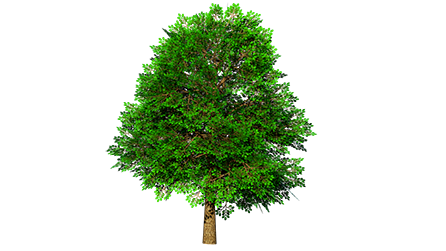 Arbres Haies Et Arbustes 3d Warehouse