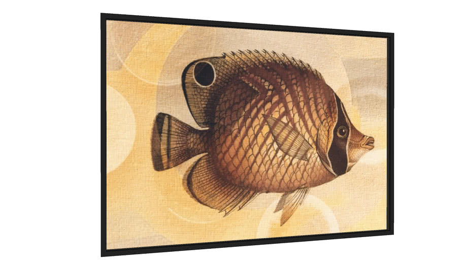 Quadro Fish Between Circles 3 - Galeria9, por Fernando Vieira