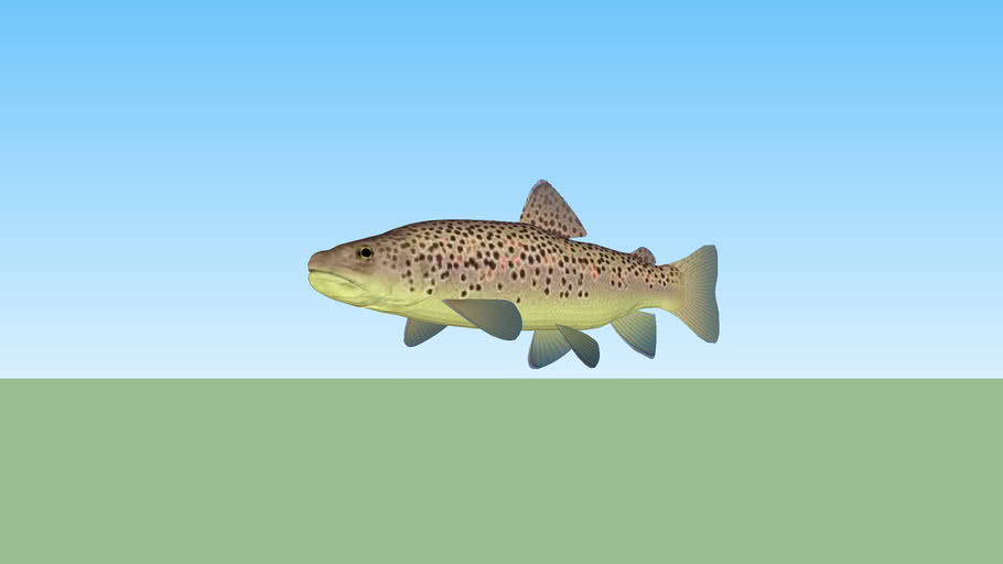 Truite Fario Brown Trout 3d Warehouse