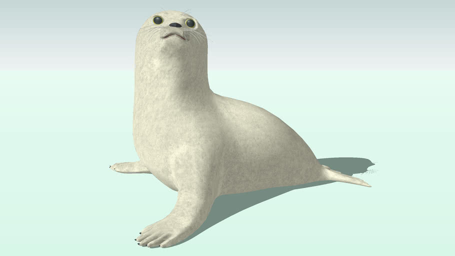 Baby seal