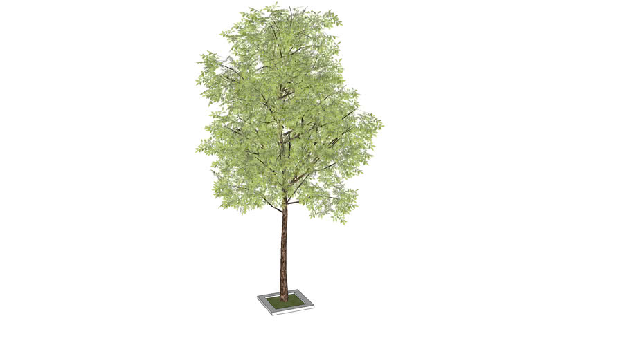 10_3d model sketchup trees collection_02_tree_10.skp | 3D Warehouse