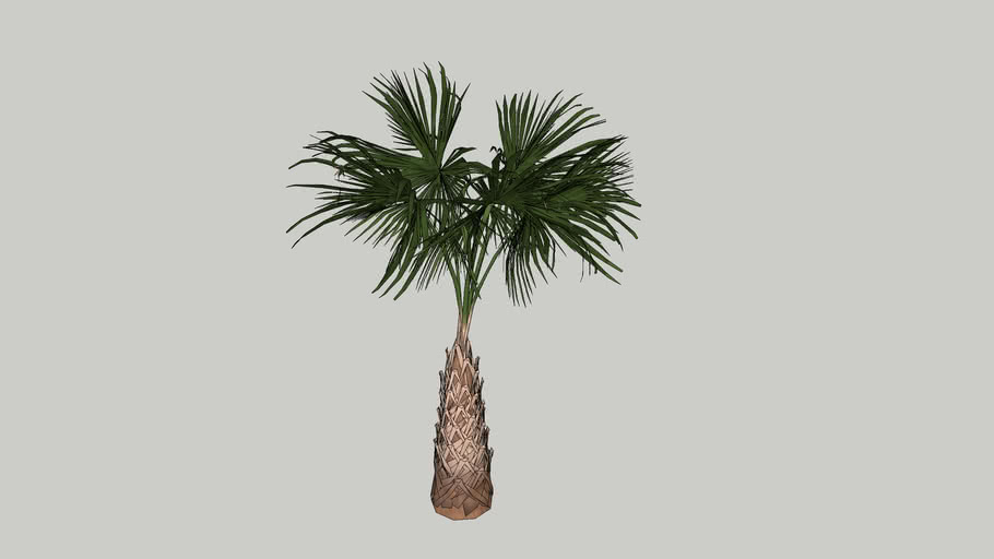 Palm tree-15