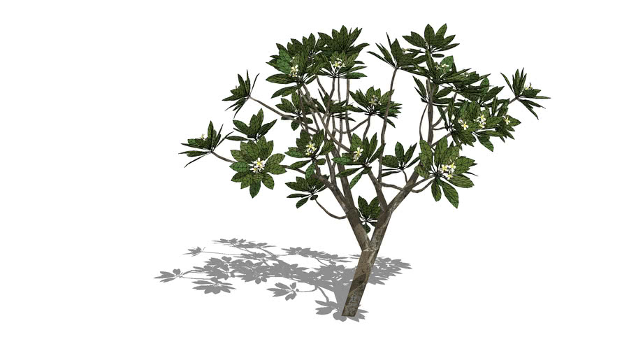 TREE | 3D Warehouse