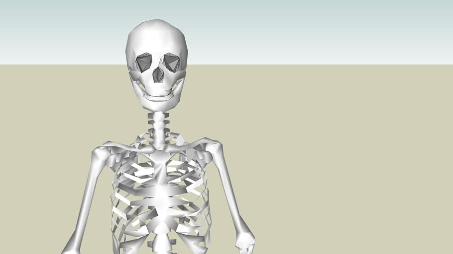 人骨模型human Bone Model 3d Warehouse