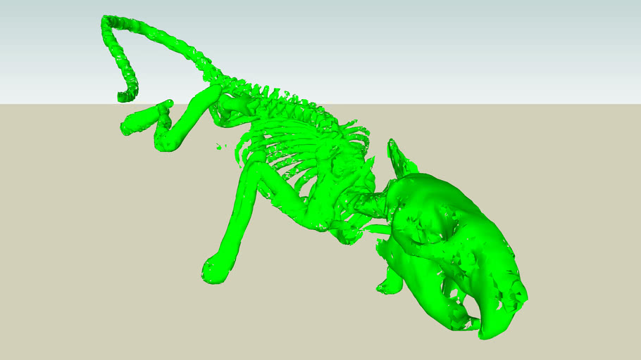 3D Rat Skeleton from CT and microCT images (CBI Medical Images)