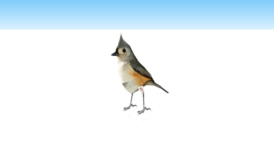 Tufted Titmouse 3d Warehouse