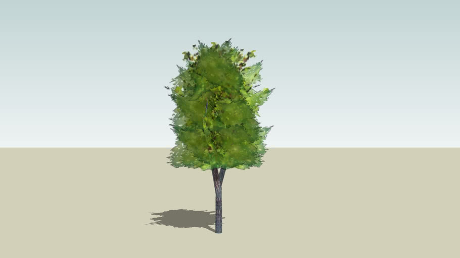 Tree | 3D Warehouse